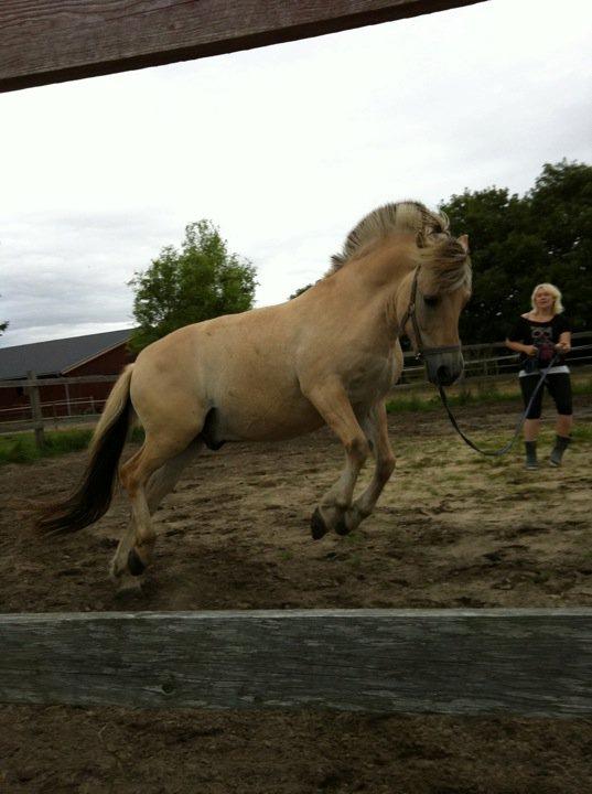 Fjordhest Halskovs Vulkan billede 16