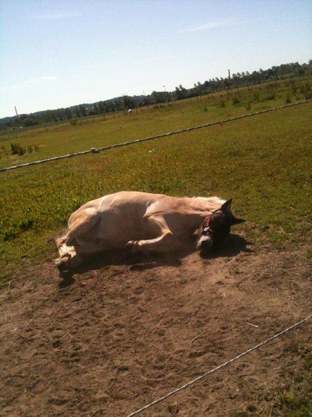 Fjordhest Halskovs Vulkan billede 17