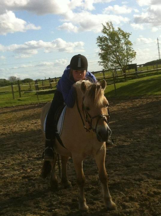 Fjordhest Halskovs Vulkan billede 18