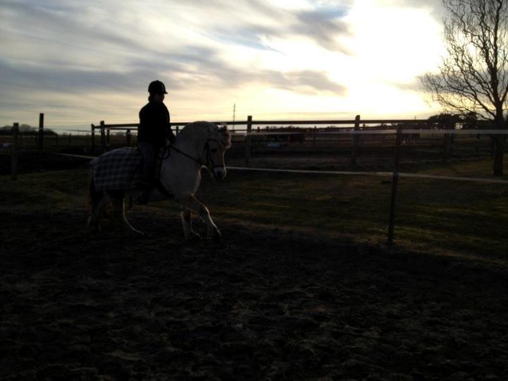 Fjordhest Halskovs Vulkan billede 19