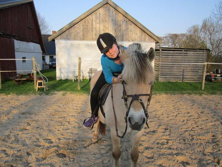 Fjordhest Halskovs Vulkan billede 20