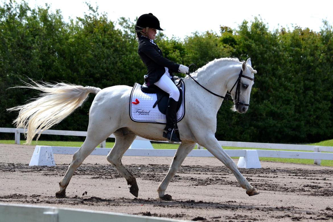 Welsh Pony (sec B) Møllegaards Showman A-Pony " Solgt" billede 1