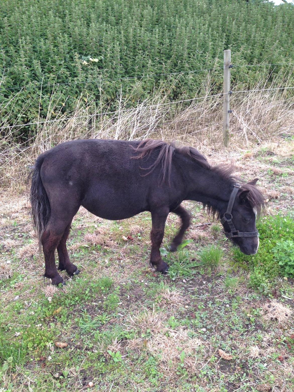 Anden særlig race Bella billede 13