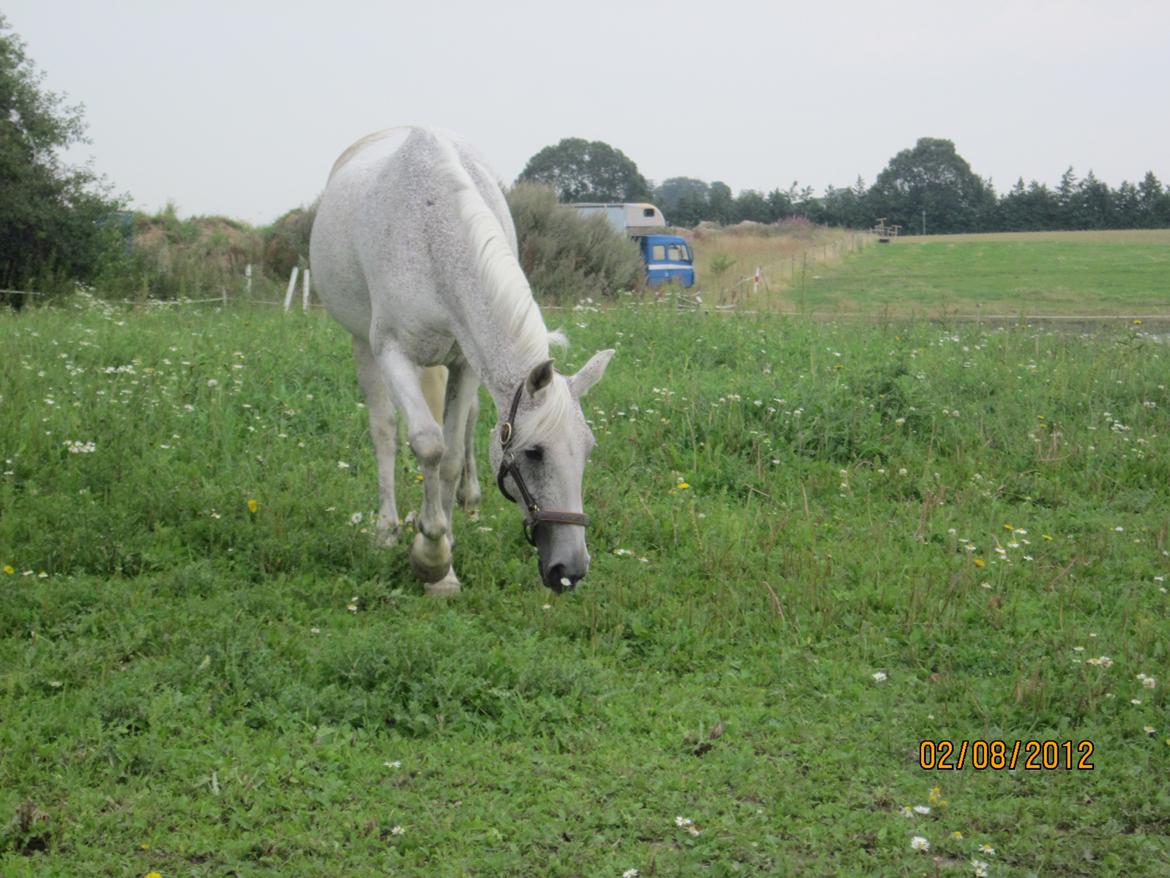 Connemara Dalestown Suzie Q billede 13