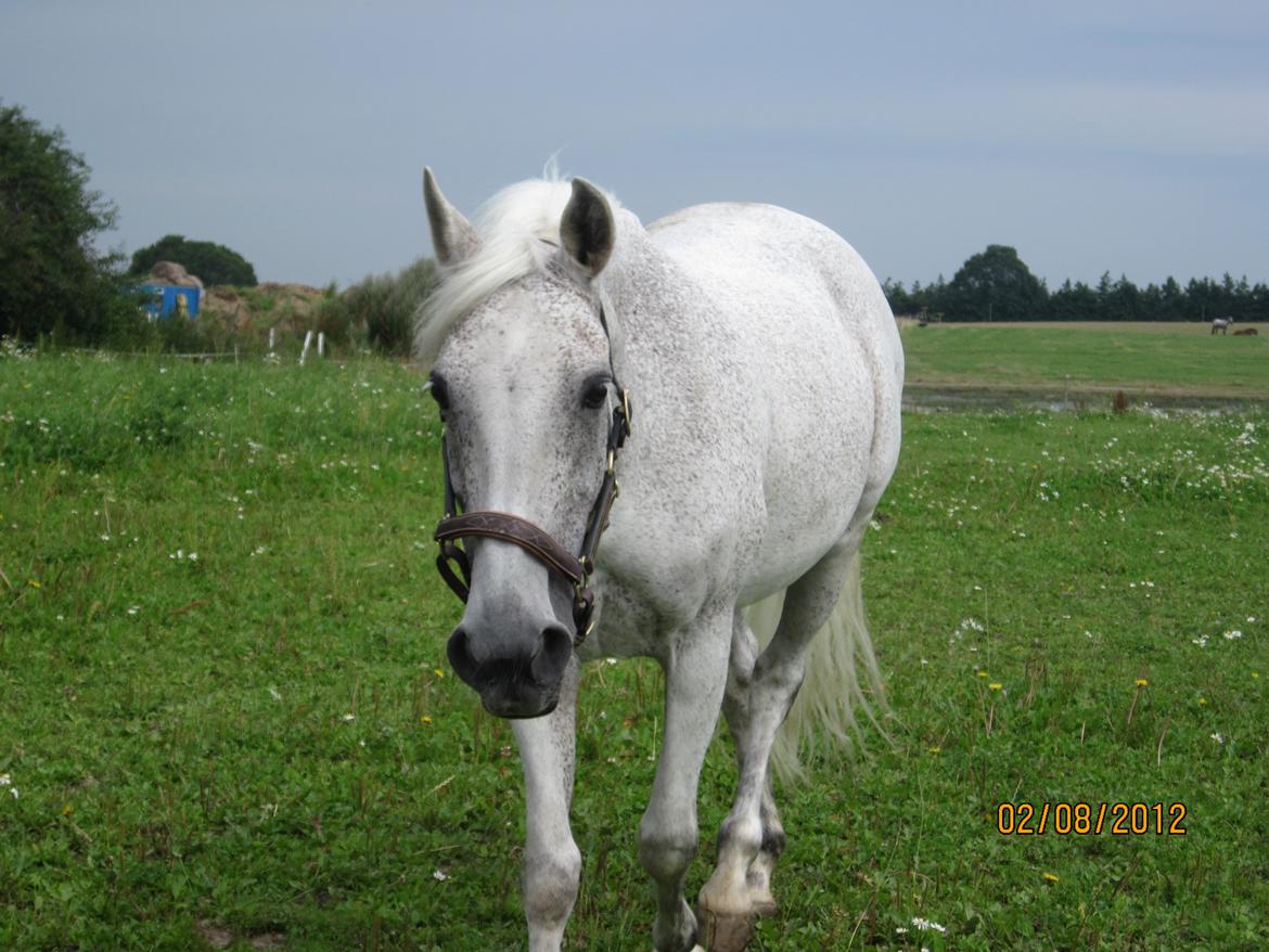 Connemara Dalestown Suzie Q billede 6