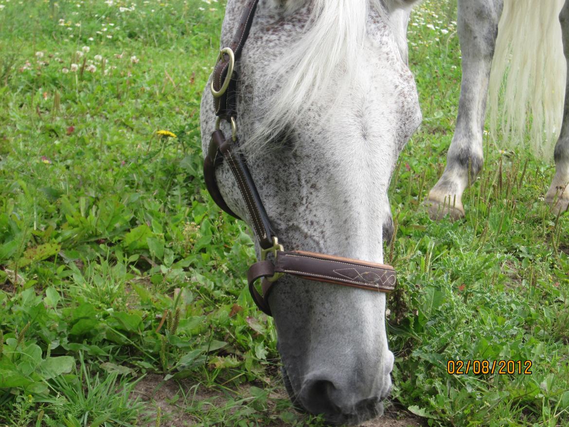 Connemara Dalestown Suzie Q billede 9