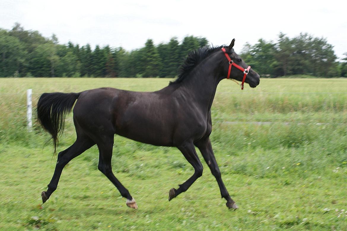 Hannoveraner Charilida billede 1