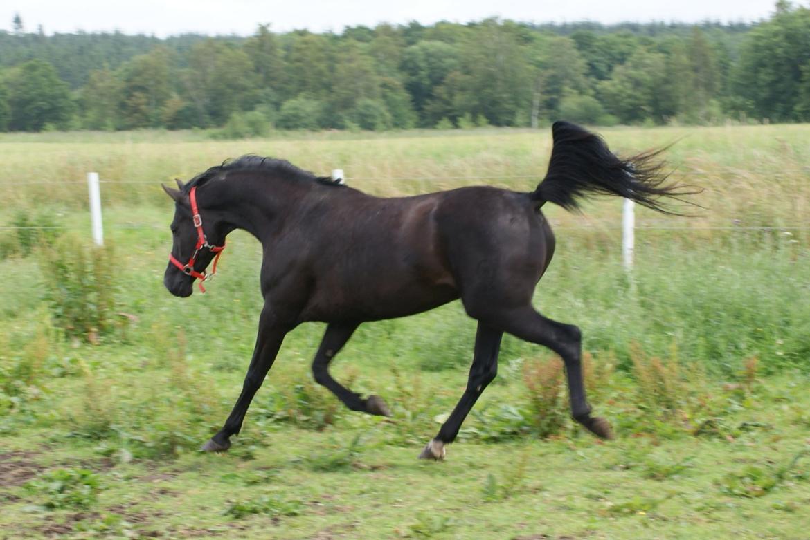 Hannoveraner Charilida billede 2