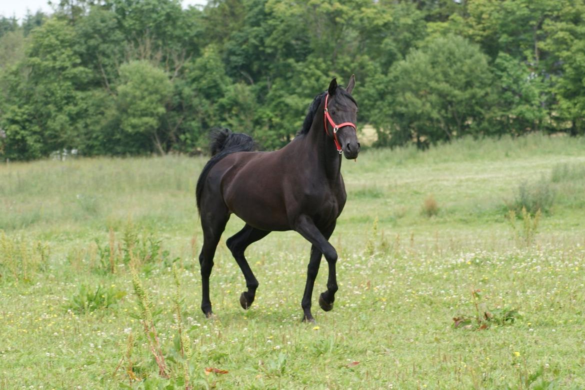 Hannoveraner Charilida billede 3