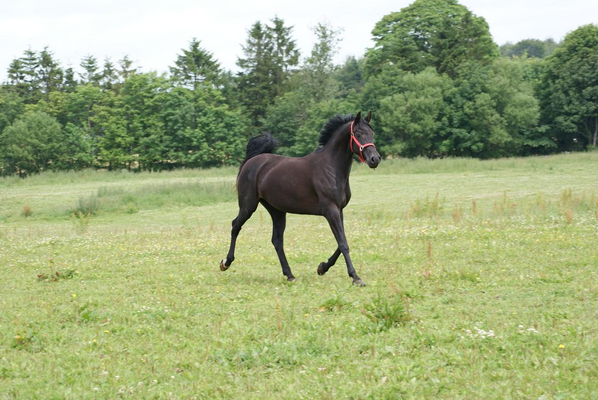 Hannoveraner Charilida billede 5