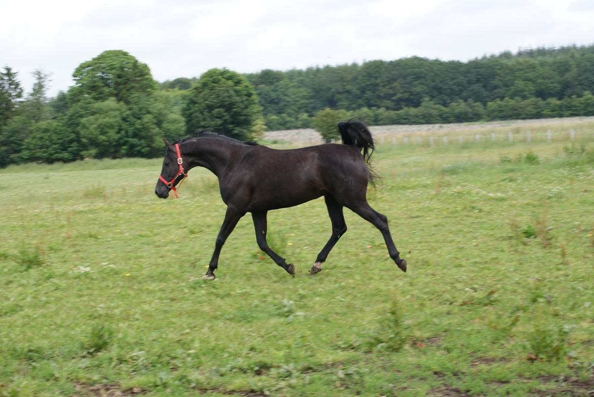 Hannoveraner Charilida billede 6