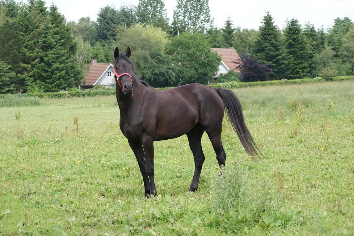 Hannoveraner Charilida billede 7