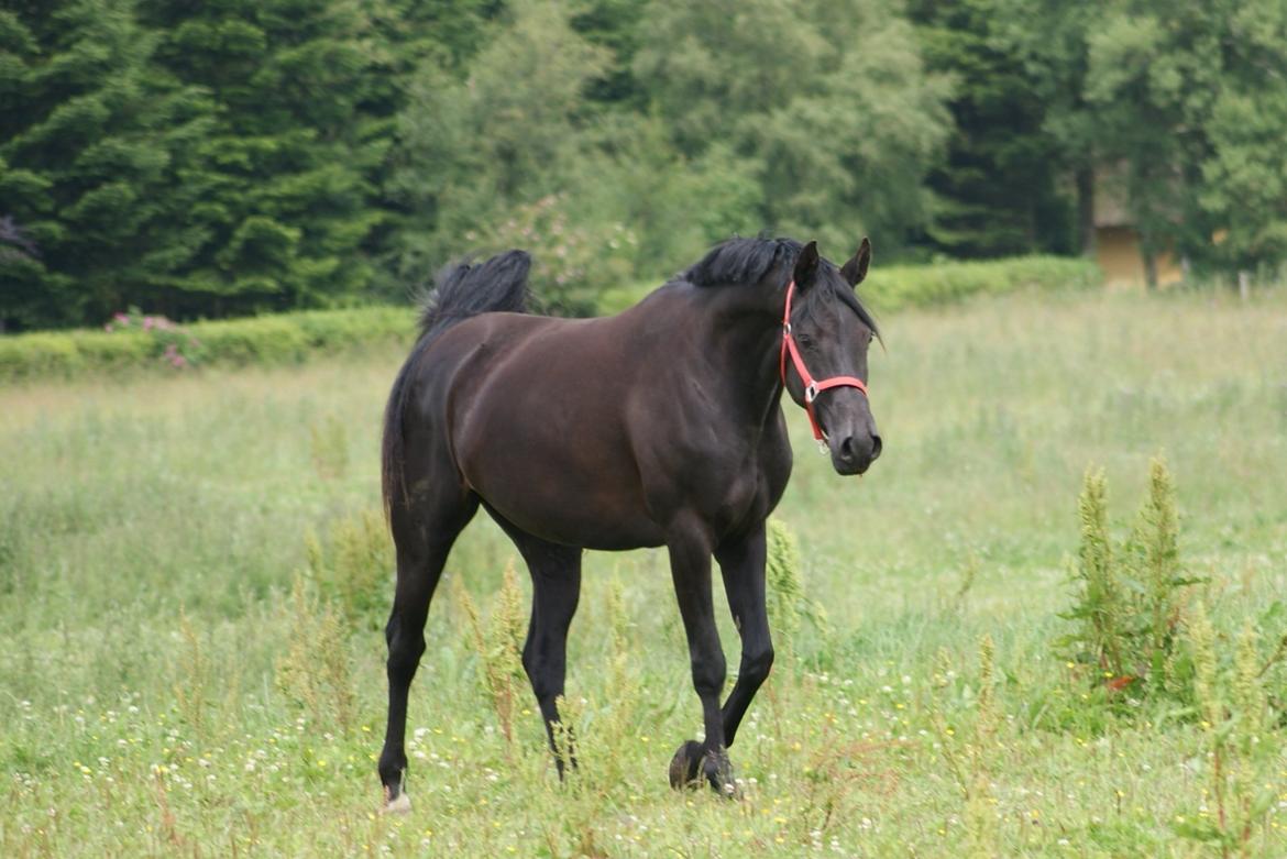 Hannoveraner Charilida billede 8