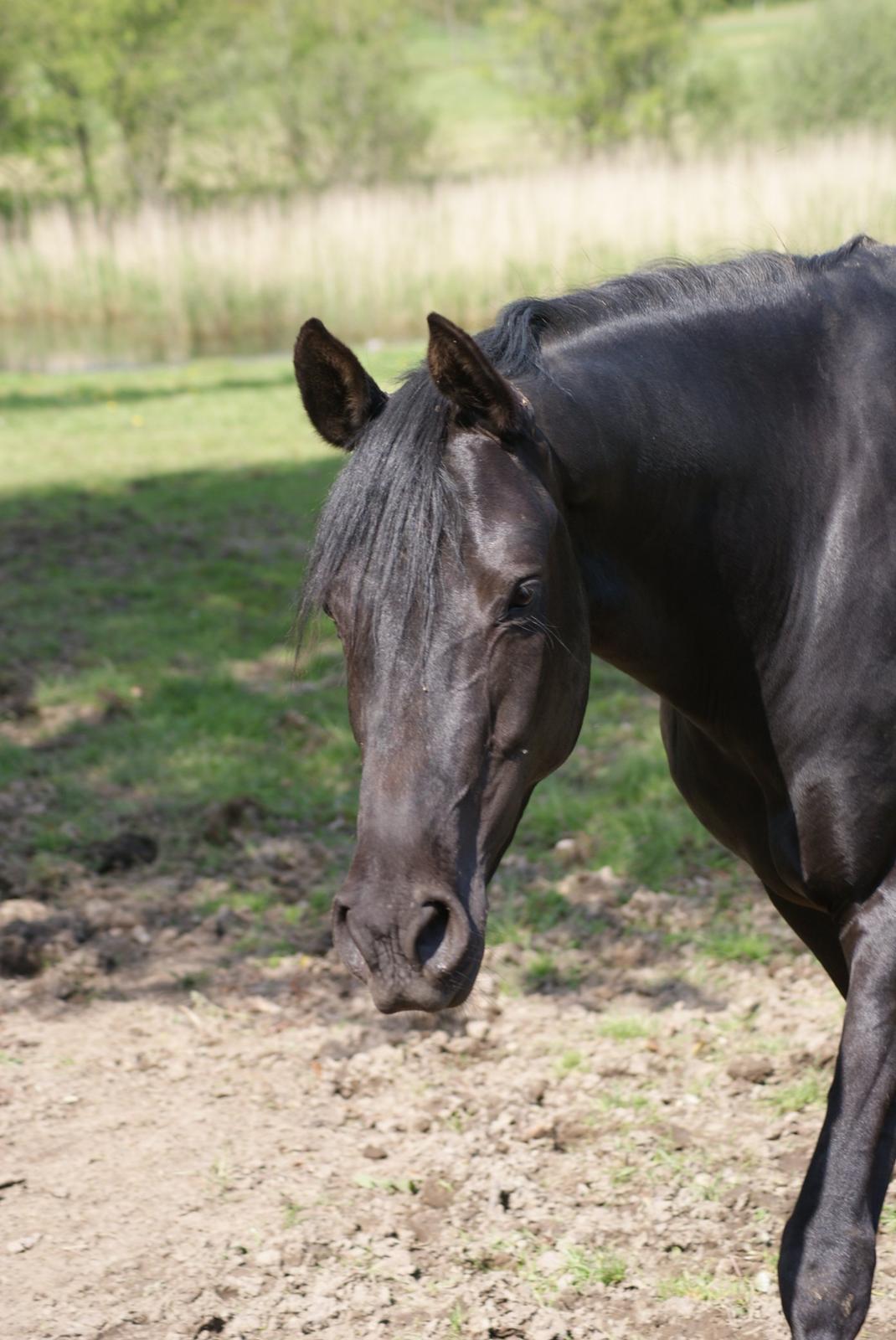 Hannoveraner Charilida billede 9