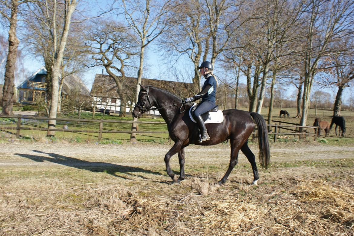 Hannoveraner Charilida billede 11