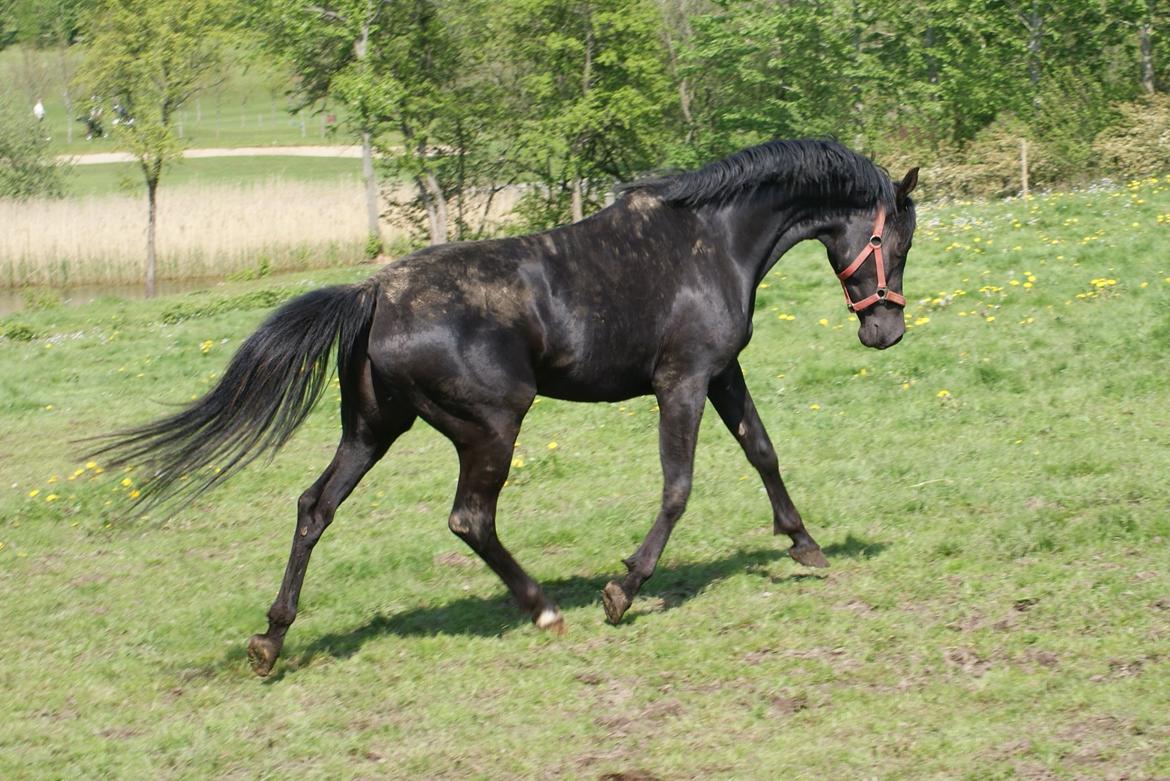 Hannoveraner Charilida billede 13