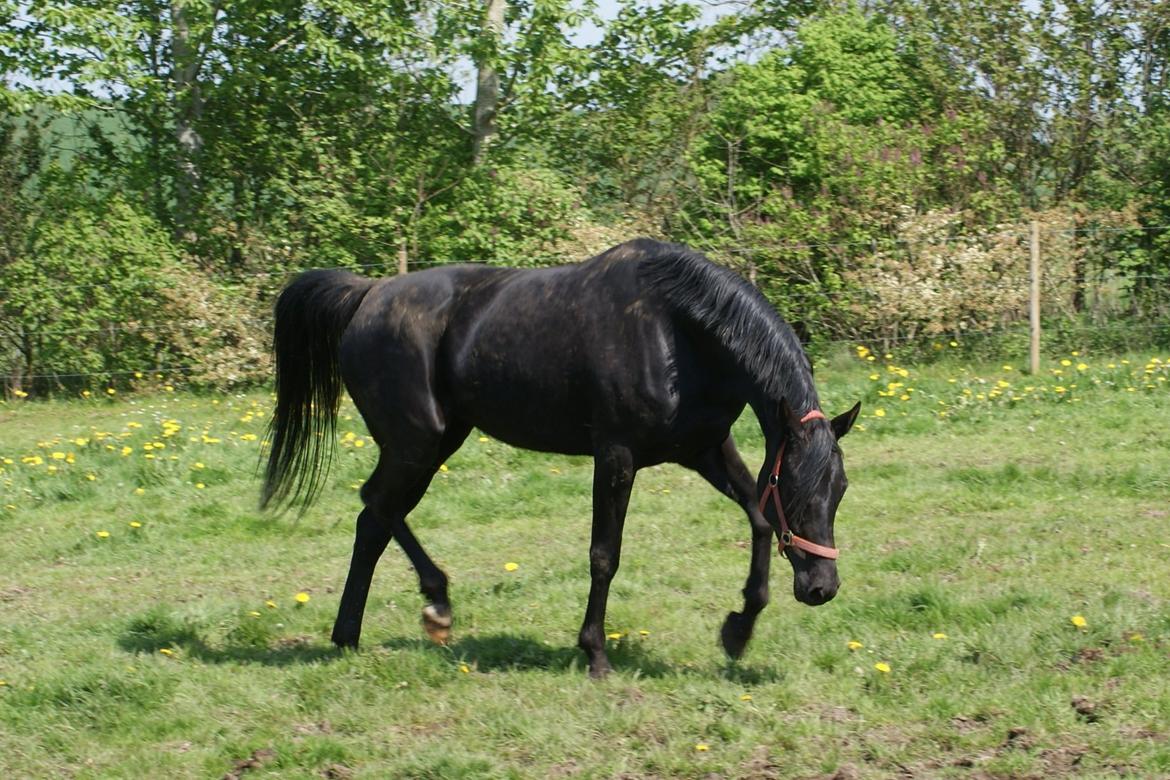 Hannoveraner Charilida billede 14