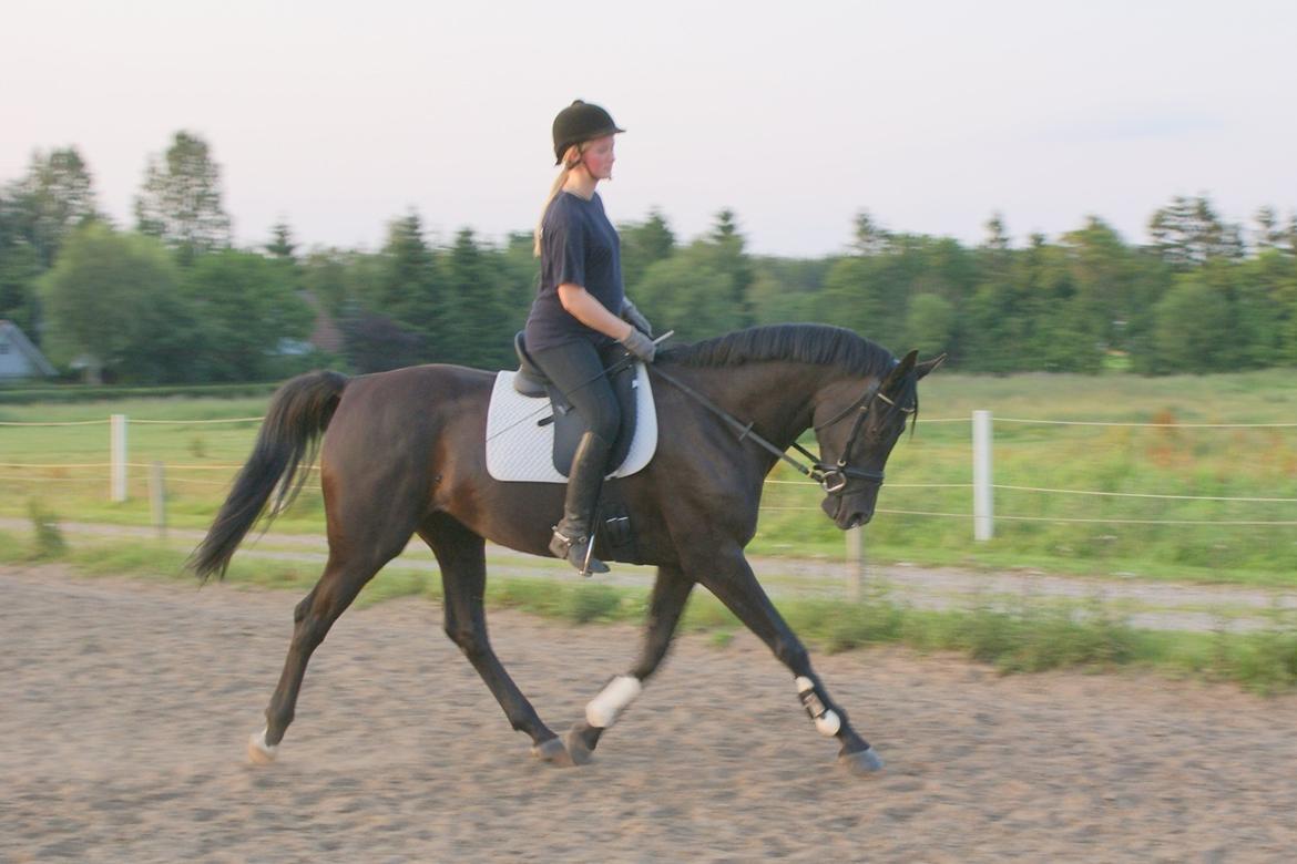 Hannoveraner Charilida billede 15