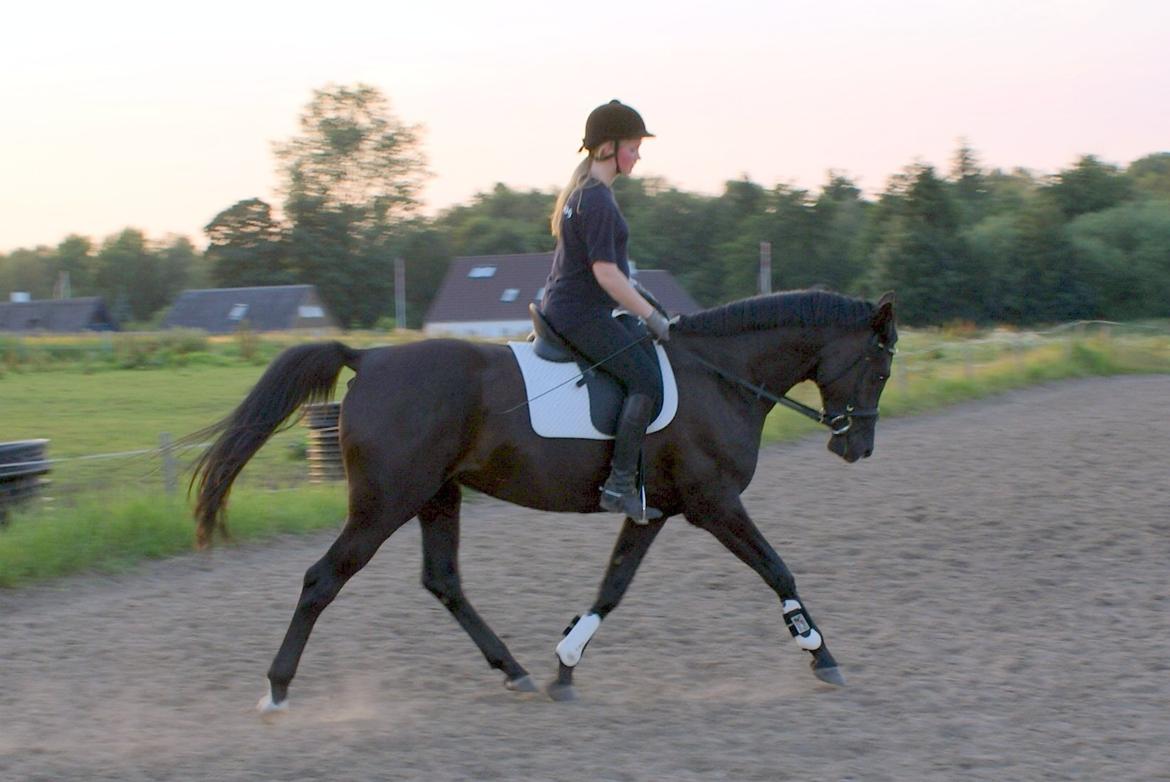 Hannoveraner Charilida billede 16