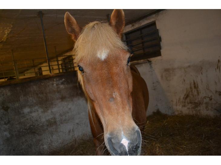 {{currentPhoto.altText}} billede {{currentPhoto.number}}