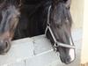 Anden særlig race Blitz [Tidl. hest]