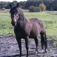 Anden særlig race Divina Z