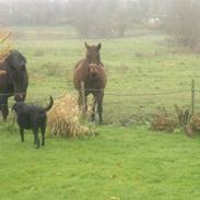 Anden særlig race Divina Z