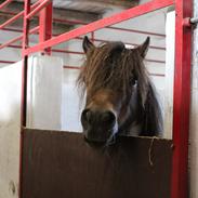Anden særlig race Lover boy