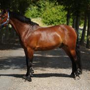 Connemara Maskelkolts Mc Gyver. *SOLGT TIDLIGERE PONY*