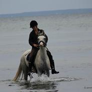 Anden særlig race Egelys prins abdullah 