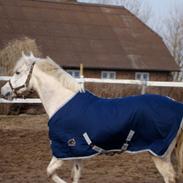 Anden særlig race Snowy