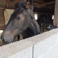 Anden særlig race Beauty