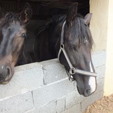 Anden særlig race Blitz