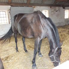 Anden særlig race Blitz