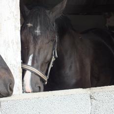 Anden særlig race Blitz