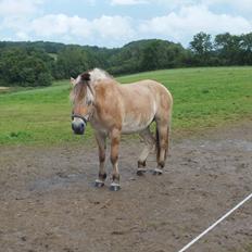Fjordhest Hans