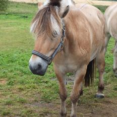 Fjordhest Hans