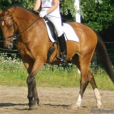 Dansk Varmblod Platiano