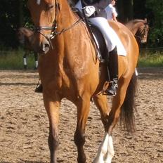 Dansk Varmblod Platiano