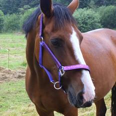 Dansk Varmblod Naci A Temprano" Min fremtid"<3