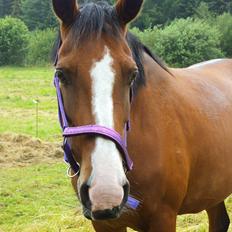 Dansk Varmblod Naci A Temprano" Min fremtid"<3