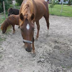 Anden særlig race Pilgrim