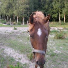 Anden særlig race Pilgrim