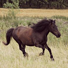 Islænder Náttgjólá
