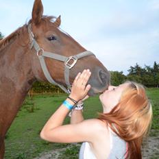 Anden særlig race Pilgrim