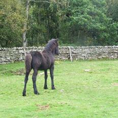 Dales Castledales Misty Blue