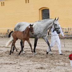 Dansk Varmblod Dozenborgs Senior Caspian