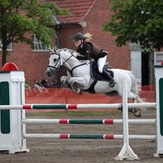 Hollandsk Sportspony Antonio