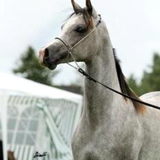 Arabisk fuldblod (OX) MD Truman Capote
