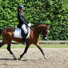 Anden særlig race Kadanza´s King